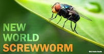 Image of parasitic fly on a leaf. Text reads: "NEW WORLD SCREWWORM. DHA Public Health."