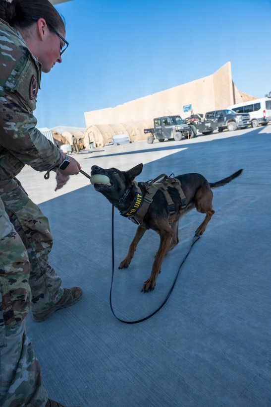 A U.S. Air Force 332nd Expeditionary Security Forces Squadron military working dog, Ssilke, exercises on the flight line in the U.S. Central Command area of responsibility, Feb. 04, 2026. The 332nd ESFS working dog teams combined the handler’s training and the dog’s keen senses to detect threats and maintain a secure operating environment. (U.S. Air Force photo by Senior Airman Travis Knauss)