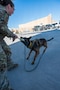 A U.S. Air Force 332nd Expeditionary Security Forces Squadron military working dog, Ssilke, exercises on the flight line in the U.S. Central Command area of responsibility, Feb. 04, 2026. The 332nd ESFS working dog teams combined the handler’s training and the dog’s keen senses to detect threats and maintain a secure operating environment. (U.S. Air Force photo by Senior Airman Travis Knauss)