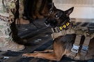 A U.S. Air Force 332nd Expeditionary Security Forces Squadron military working dog, Ssilke, waits on a U.S. Air Force HC-130J Combat King II aircraft assigned to the 26th Expeditionary Rescue Squadron in the U.S. Central Command area of responsibility, Feb. 04, 2026. The 332nd ESFS military working dogs provided critical detection and patrol capabilities that enhanced force protection and helped safeguard personnel and resources. (U.S. Air Force photo by Senior Airman Travis Knauss)