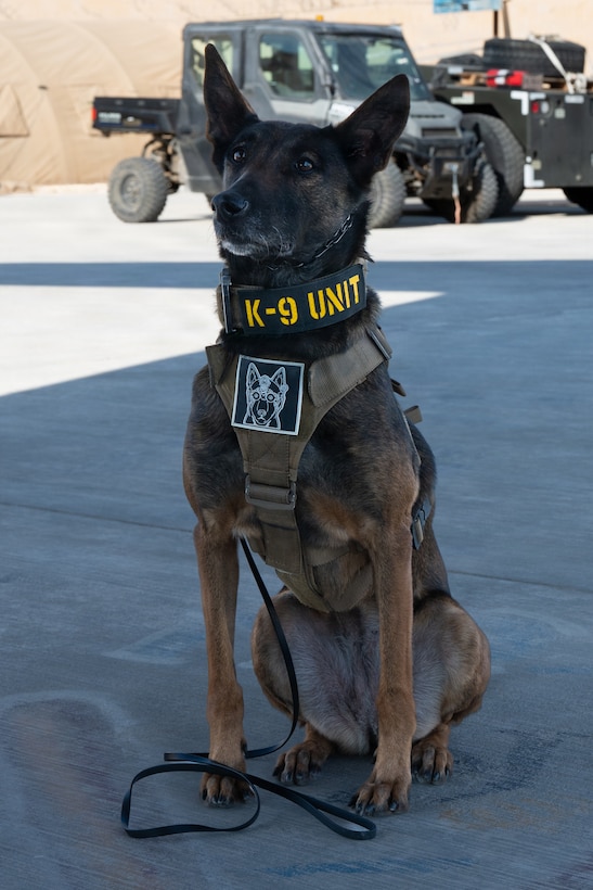 A U.S. Air Force 332nd Expeditionary Security Forces Squadron military working dog, Ssilke, waits on the flight line in the U.S. Central Command area of responsibility, Feb. 04, 2026. Military working dogs provided critical detection and patrol capabilities that enhanced force protection and helped safeguard personnel and resources. (U.S. Air Force photo by Senior Airman Travis Knauss)