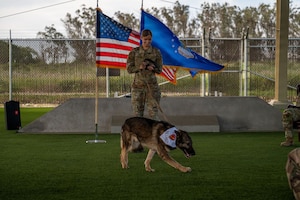A dog walks on turf.