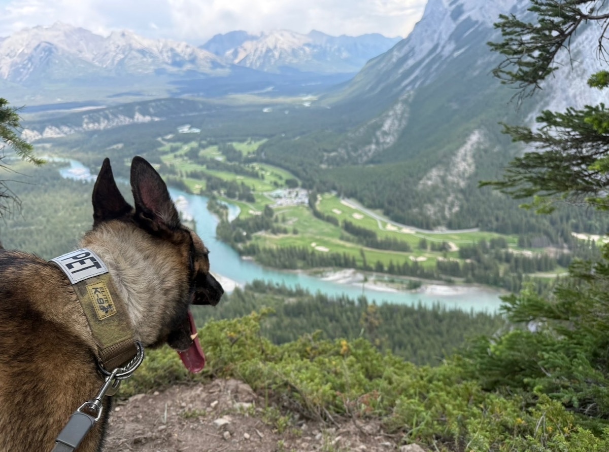 Military Working Dog Flex, 88th Security Forces Squadron patrol explosive detection dog, is pictured at a National Park in Banff, Canada