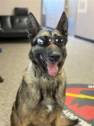 Military Working Dog Flex, 88th Security Forces Squadron patrol explosive detection dog, is pictured at the 88 SFS MWD Kennels.