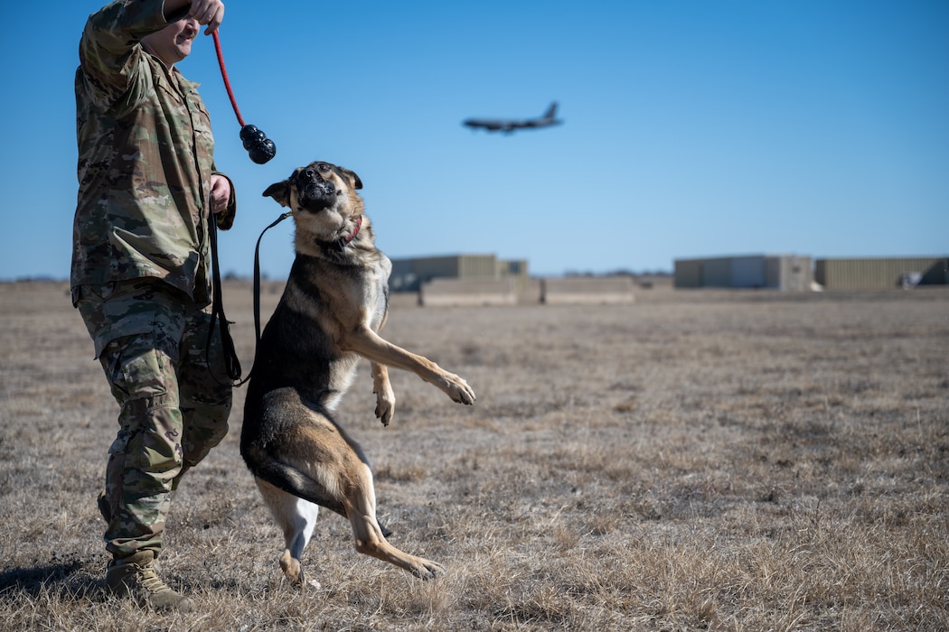 U.S. Air Force Senior Airman Bryce York, 97th Security Forces Squadron military working dog handler, demonstrates a military working dog’s agility during an immersion tour at Altus Air Force Base, Oklahoma, Feb. 6, 2026. York highlighted the dog’s training and capabilities through verbal commands and a bite-suit demonstration. (U.S. Air Force photo by Airman 1st Class Nathan Langston)