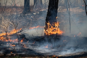 The forest floor burns on acreage surrounding Arnold Air Force Base, Tenn., during a March 26, 2025, prescribed burn operation. The Arnold AFB Natural Resources team is set to begin prescribed burns later this month and continue throughout March. Prescribed fire allows land managers to alter and improve the native ecosystems without utilizing more costly methods such as mulching, mowing and herbicide applications. (U.S. Air Force photo by Keith Thornburgh)