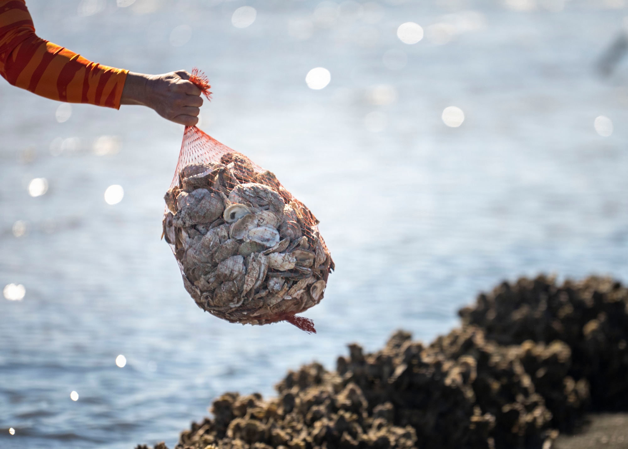 Volunteers from MacDill Air Force Base, the National Hockey League, Tampa Bay Watch, and Force Blue contribute to shoreline restoration efforts during the MacDill Living Shoreline Project at MacDill Air Force Base, Florida, Jan. 29, 2026. The project brings together base personnel and community partners to repurpose donated oyster shells into protective shoreline infrastructure. Since its establishment in 2003, the living shoreline has engaged more than 8,000 volunteers, including military members, community organizations and local schoolchildren, demonstrating the lasting impact of collaborative environmental stewardship. (U.S. Air Force photo by Airman 1st Class Monique Stober)