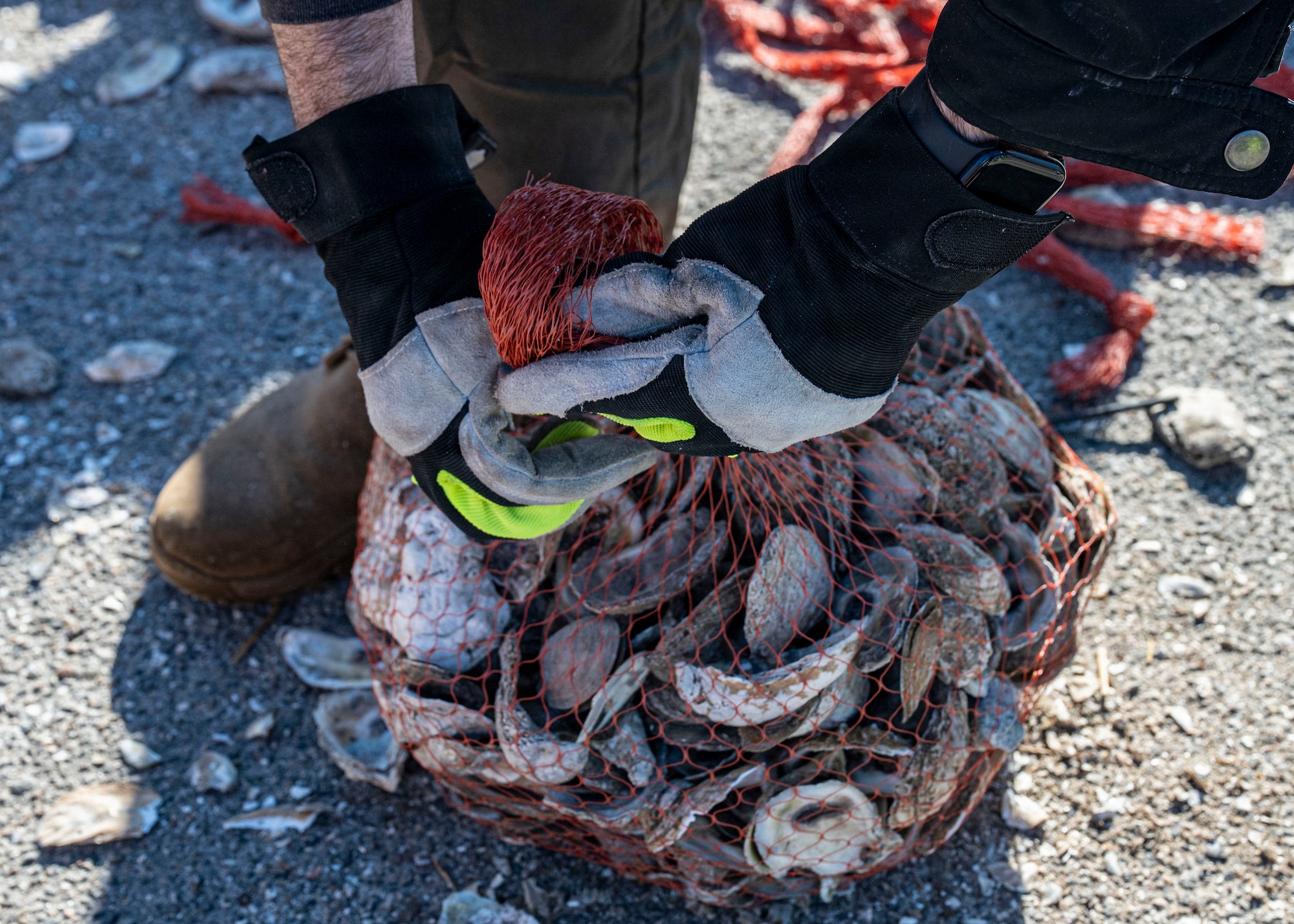 A volunteer from MacDill Air Force Base, ties a biodegradable shell bag during the MacDill Living Shoreline Project at MacDill Air Force Base, Florida, Jan. 29, 2026. The project brings together base personnel and community partners to repurpose donated oyster shells into protective shoreline infrastructure. Since its establishment in 2003, the living shoreline has engaged more than 8,000 volunteers, including military members, community organizations and local schoolchildren, demonstrating the lasting impact of collaborative environmental stewardship. (U.S. Air Force photo by Airman 1st Class Monique Stober)