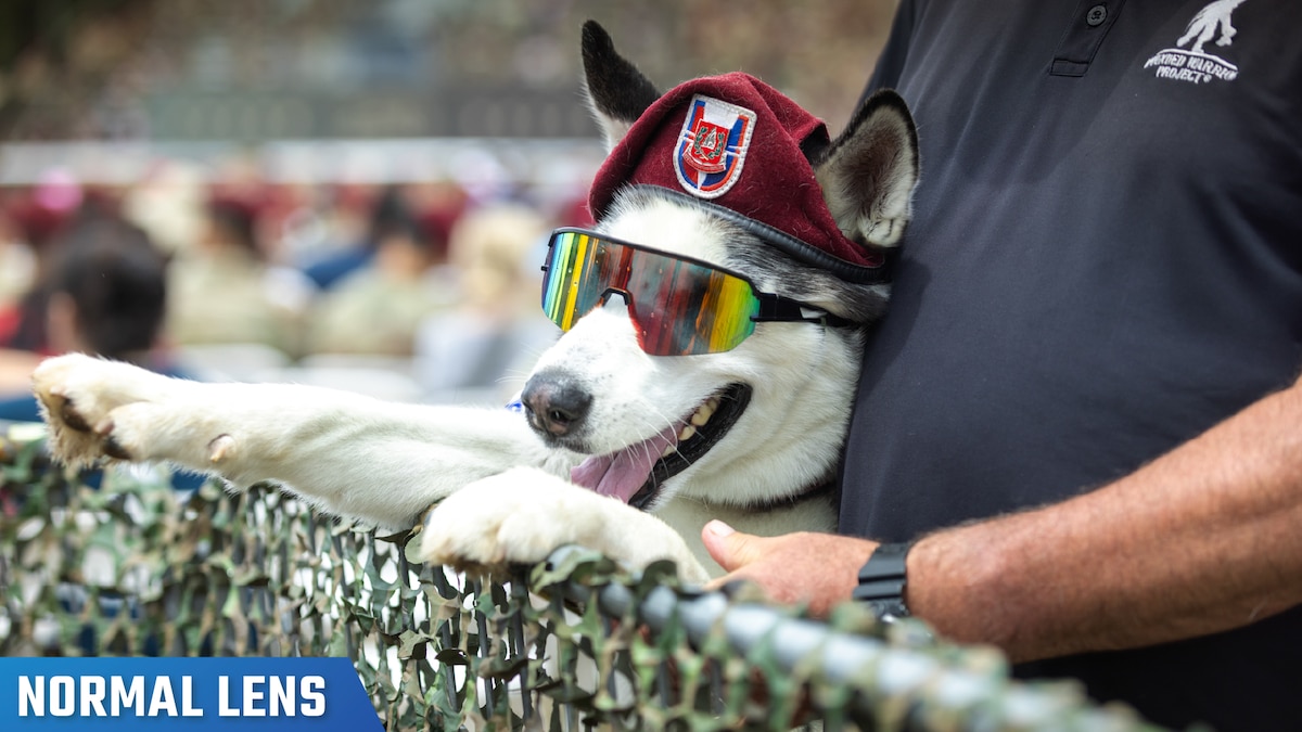 A dog, wearing sunglasses and a hat, has his front paws on a fence while appearing next to his owner, with the label "normal lens" in the bottom left corner.