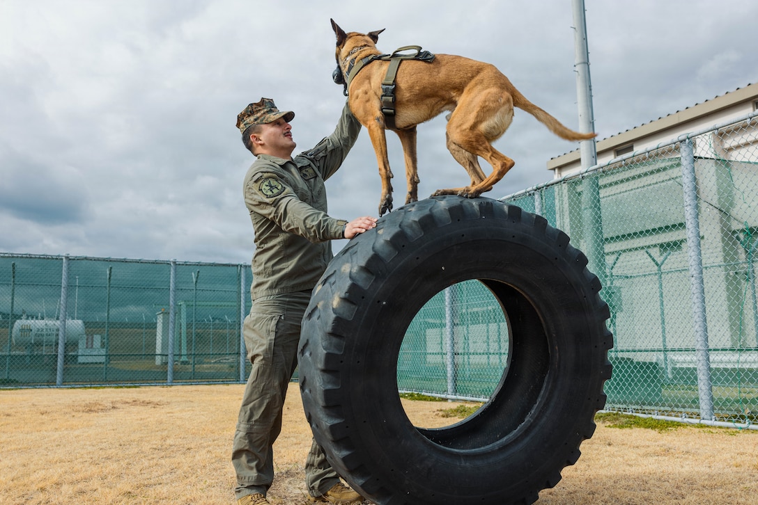 U.S. Marine Corps Sgt. Jesse Pena, a military working dog handler with Headquarters and Headquarters Squadron, Marine Corps Air Station Iwakuni, and a native of Texas, guides his military working dog on an obstacle course at MCAS Iwakuni, Japan, Jan. 20, 2026. Obstacle course training is designed to instill confidence in military working dogs while also displaying operational readiness by enhancing the obedience and threat response of their K9s. (U.S. Marine Corps photo by Cpl. Sarah Grawcock)