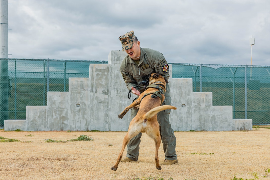 U.S. Marine Corps Sgt. Jesse Pena, a military working dog handler with Headquarters and Headquarters Squadron, Marine Corps Air Station Iwakuni, and a native of Texas, plays with his military working dog during an obstacle course at MCAS Iwakuni, Japan, Jan. 20, 2026. Obstacle course training is designed to instill confidence in military working dogs while also displaying operational readiness by enhancing the obedience and threat response of their K9s. (U.S. Marine Corps photo by Cpl. Sarah Grawcock)