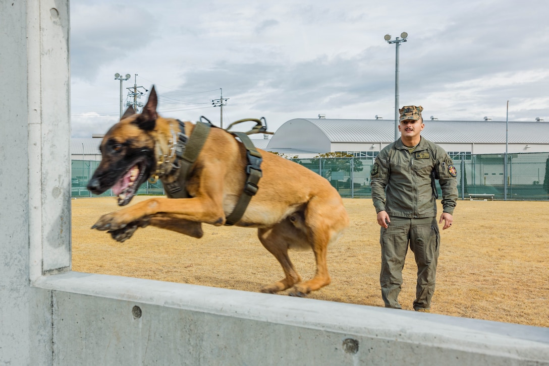 U.S. Marine Corps Sgt. Jesse Pena, a military working dog handler with Headquarters and Headquarters Squadron, Marine Corps Air Station Iwakuni, and a native of Texas, guides his military working dog through an obstacle course at MCAS Iwakuni, Japan, Jan. 20, 2026. Obstacle course training is designed to instill confidence in military working dogs while also displaying operational readiness by enhancing the obedience and threat response of their K9s. (U.S. Marine Corps photo by Cpl. Sarah Grawcock)
