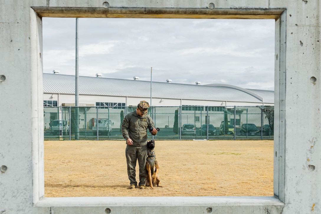 U.S. Marine Corps Sgt. Jesse Pena, a military working dog handler with Headquarters and Headquarters Squadron, Marine Corps Air Station Iwakuni, and a native of Texas, leads his military working dog during an obstacle course at MCAS Iwakuni, Japan, Jan. 20, 2026. Obstacle course training is designed to instill confidence in military working dogs while also displaying operational readiness by enhancing the obedience and threat response of their K9s. (U.S. Marine Corps photo by Cpl. Sarah Grawcock)