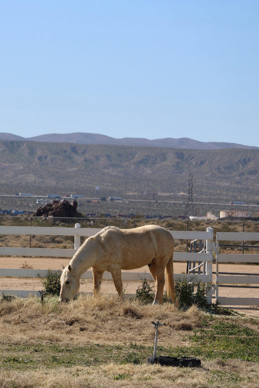 A horse grazes in a pasture. Desert mountains rise in the background.