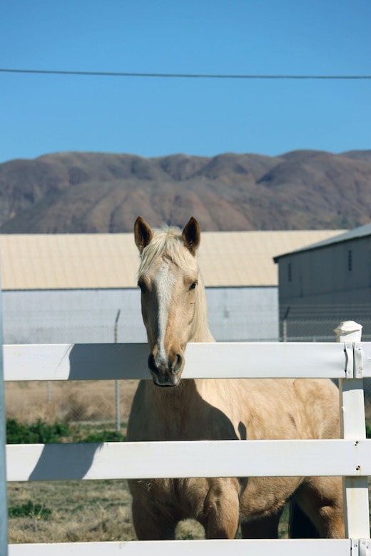 A horse rests its head over a fence. Mountains and a large barn are shown in the background.