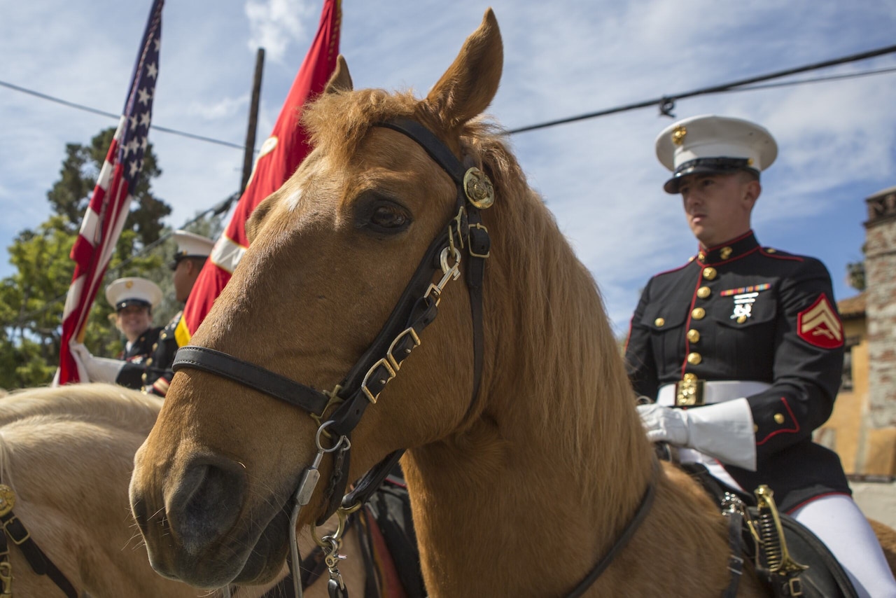 A close-up shot of a horse wearing a bridal. A man in a military dress uniform is seated on the horse’s back.