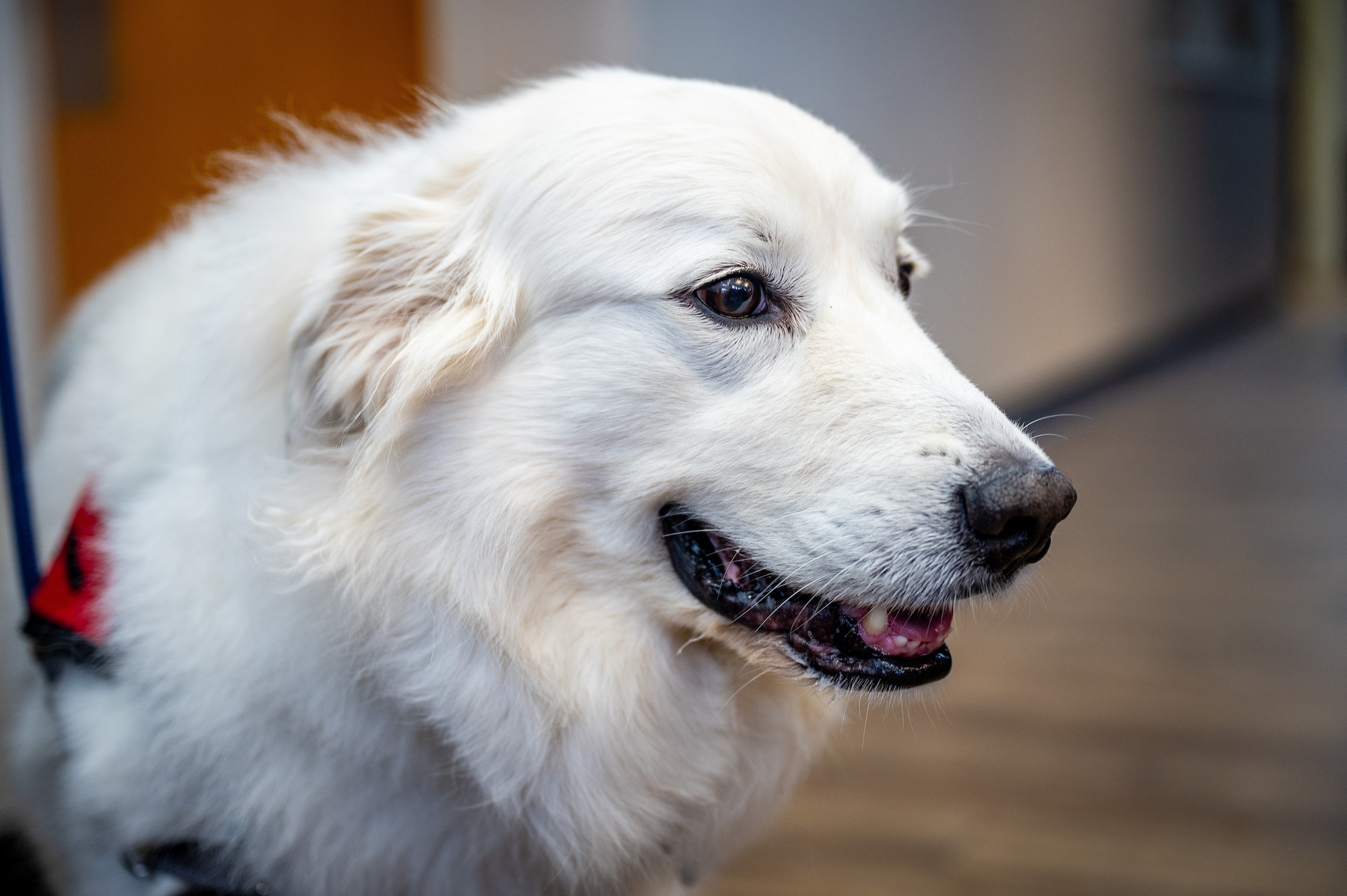 An American Red Cross therapy dog visits the Elmendorf USO during the 10th anniversary celebration at Joint Base Elmendorf-Richardson, Alaska, Feb. 11, 2026. The celebration marked a milestone in the USO’s ongoing mission to support quality of life and readiness for the JBER community. (U.S. Air Force photo by Senior Airman Hunter Hites)