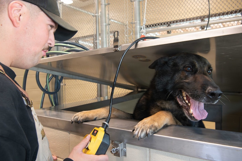 A man in casual attire presses a button to open the top of a container as a dog greets him in the opening. The dog has its two front paws on the top ledge and its mouth open.