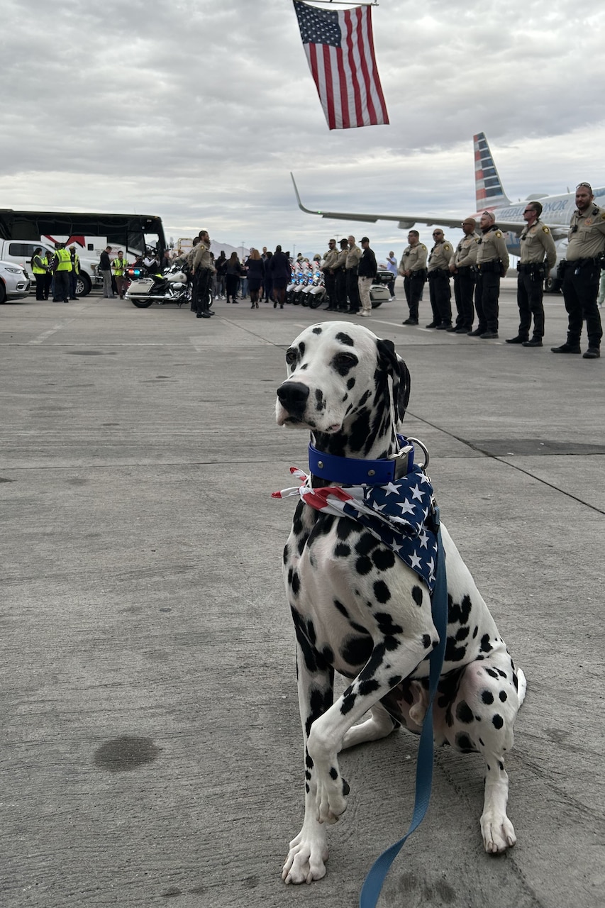 A large spotted dog wearing an American flag around its neck sits outside on a flight line with one paw raised in the air. In the background are an American flag raised on a crane, a line of people wearing military uniforms on the right and assorted flags on the left.