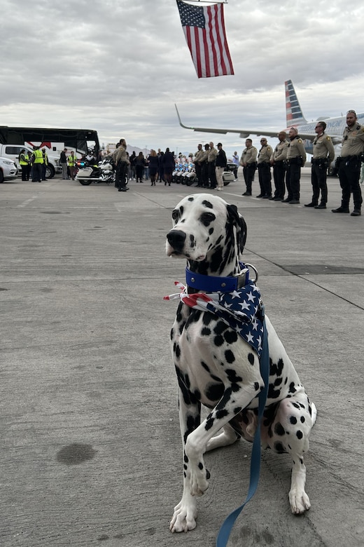 A large spotted dog wearing an American flag around its neck sits outside on a flight line with one paw raised in the air. In the background are an American flag raised on a crane, a line of people wearing military uniforms on the right and assorted flags on the left.