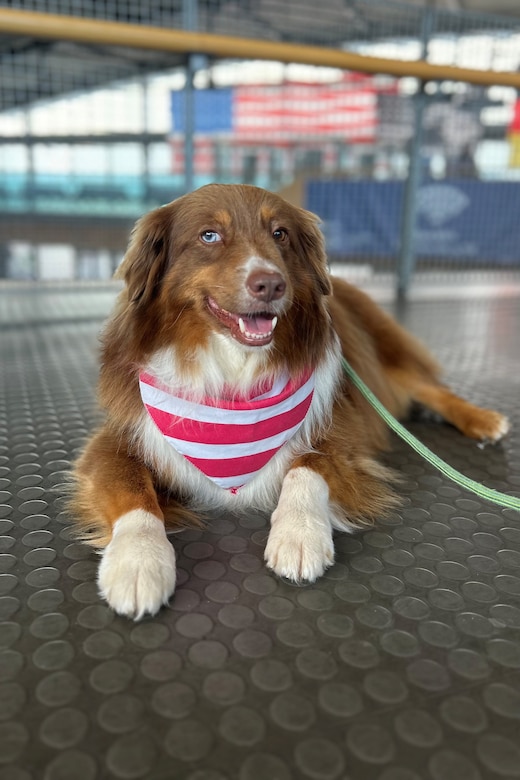 A dog wearing a red and white striped bandanna sits on the floor inside a gymnasium, with a leash attached to its collar.