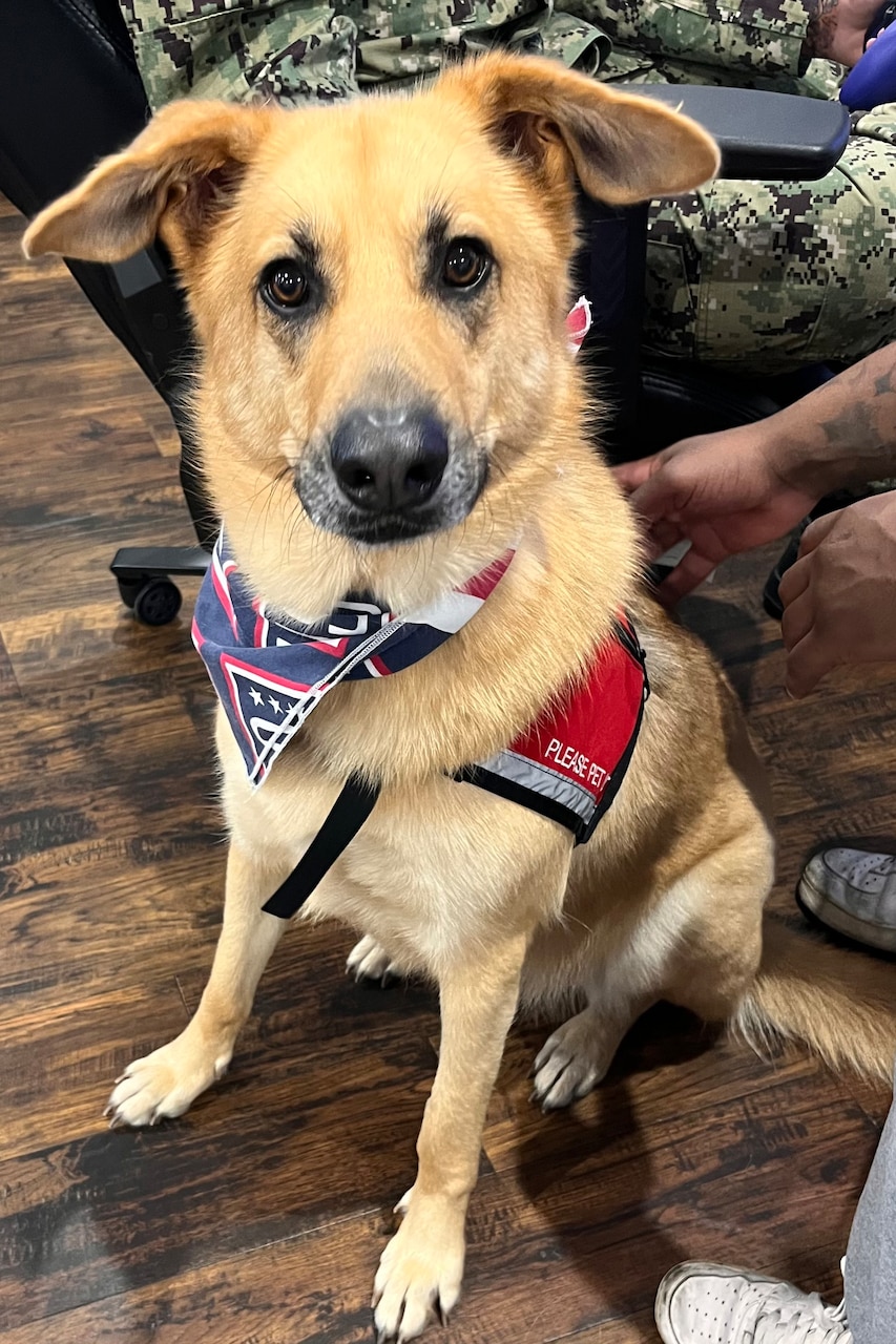 A dog with floppy ears and a bandanna sits on a wooden floor as a person pets it.