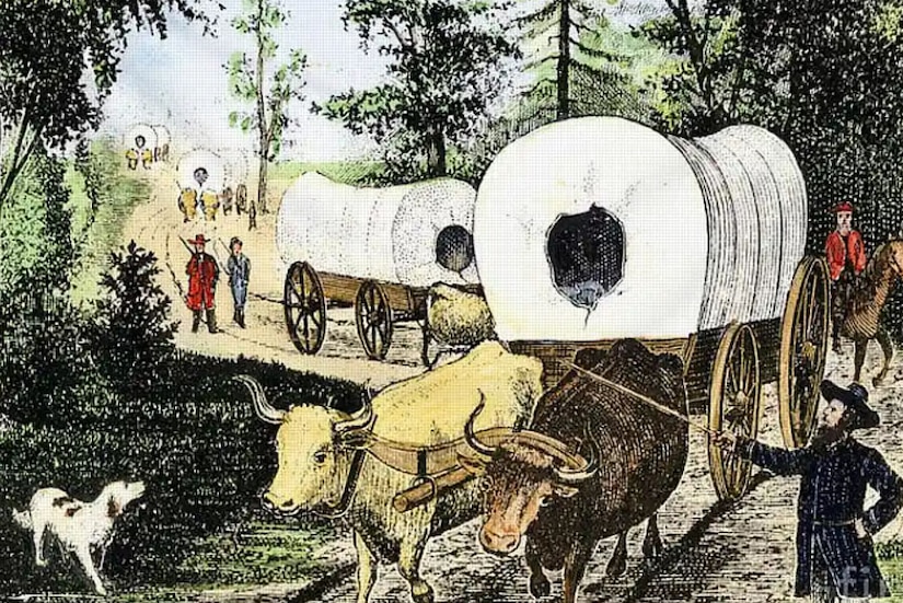 An illustration displays a wagon train, pulled by oxen, moving over a primitive road.