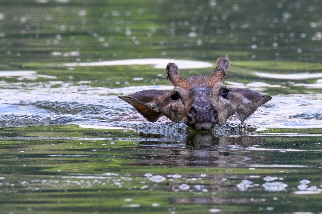 One of twelve winning photos from the Philadelphia District's 2025 Northern Area Photo Contest. Participants were encouraged to submit their best photos of the District’s 5 dams in Eastern Pennsylvania: Blue Marsh Lake, Beltzville Dam, Francis E. Water Dam, Prompton Dam, General Edgar Jadwin Dam and adjacent state park areas.

Spring Category, Buck Jumped in the Water, Blue Marsh Lake, Photo by Carl J. Fischer, Jr.