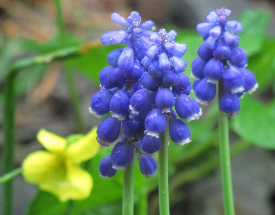 One of twelve winning photos from the Philadelphia District's 2025 Northern Area Photo Contest. Participants were encouraged to submit their best photos of the District’s 5 dams in Eastern Pennsylvania: Blue Marsh Lake, Beltzville Dam, Francis E. Water Dam, Prompton Dam, General Edgar Jadwin Dam and adjacent state park areas.

Spring Category, Wild Hyacinths, Jadwin Dam, Photo by Sarah Hine