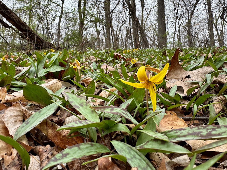 One of twelve winning photos from the Philadelphia District's 2025 Northern Area Photo Contest. Participants were encouraged to submit their best photos of the District’s 5 dams in Eastern Pennsylvania: Blue Marsh Lake, Beltzville Dam, Francis E. Water Dam, Prompton Dam, General Edgar Jadwin Dam and adjacent state park areas.

Spring Category, First pop of color, Trout Lilies, Blue Marsh Lake, Photo by Alexis Albu