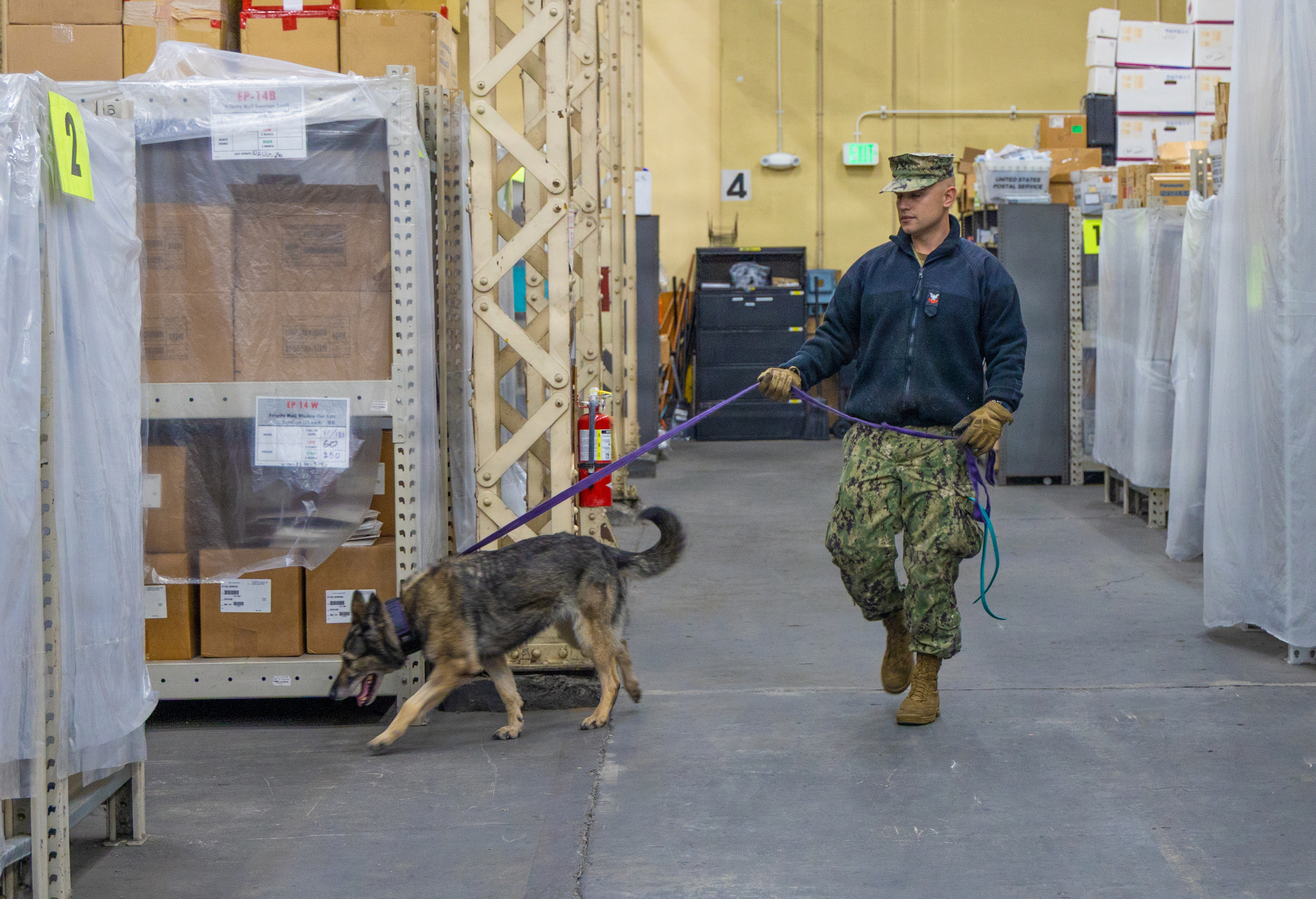 A military working dog and handler, alongside Naval Criminal Investigative Service (NCIS) agents and Commander, Fleet Activities Yokosuka (CFAY) Security personnel, conduct a routine K-9 sweep at postal distribution facility.