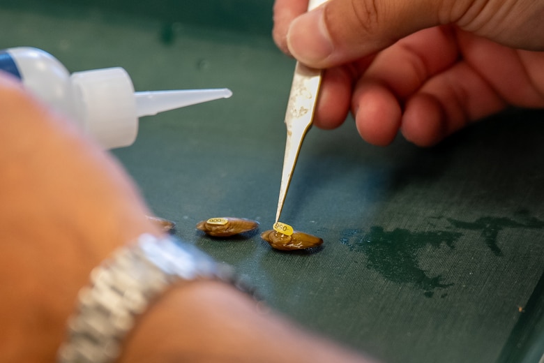 A Fatmucket mussel is tagged with a numbered tag used to track its movement and growth.