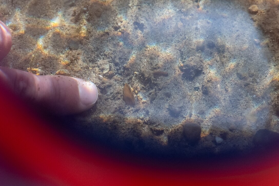 A Fatmucket mussel with a number tag is placed in the sand of the Cuyahoga River.