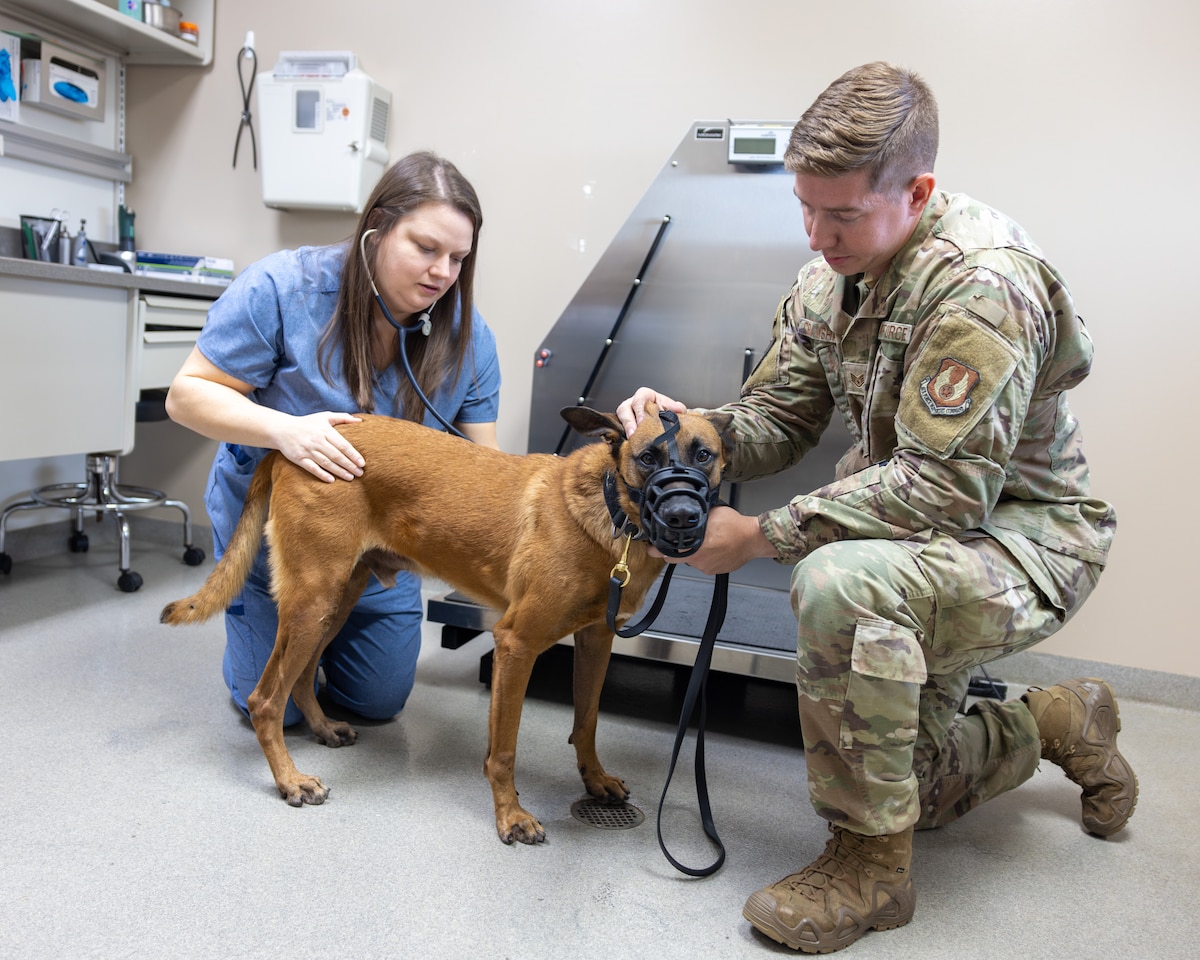 Vet examining dog with the assistance of handler.