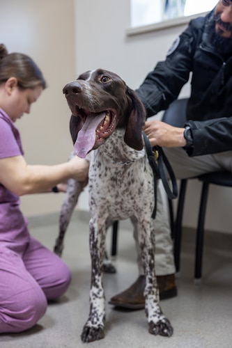 Vet examines Dog's leg.