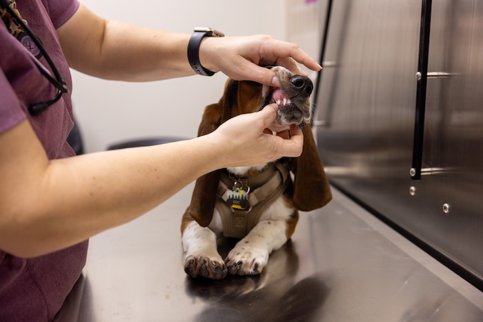 Vet examines dog's teeth.