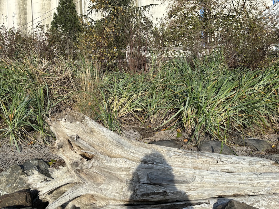 A rehabilitated shoreline section near Seattle, showing post-salvage environmental improvements and erosion control vegetation. (Photo courtesy Port of Seattle)