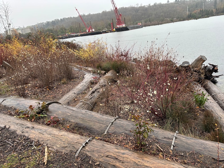 A rehabilitated shoreline section near Seattle, showing post-salvage environmental improvements and erosion control vegetation. (Photo courtesy Port of Seattle)