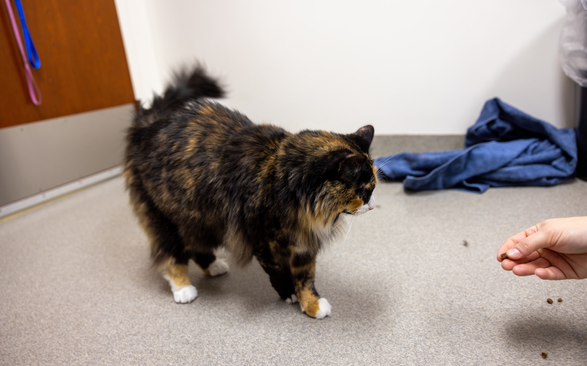 Vet feeds cat treat.