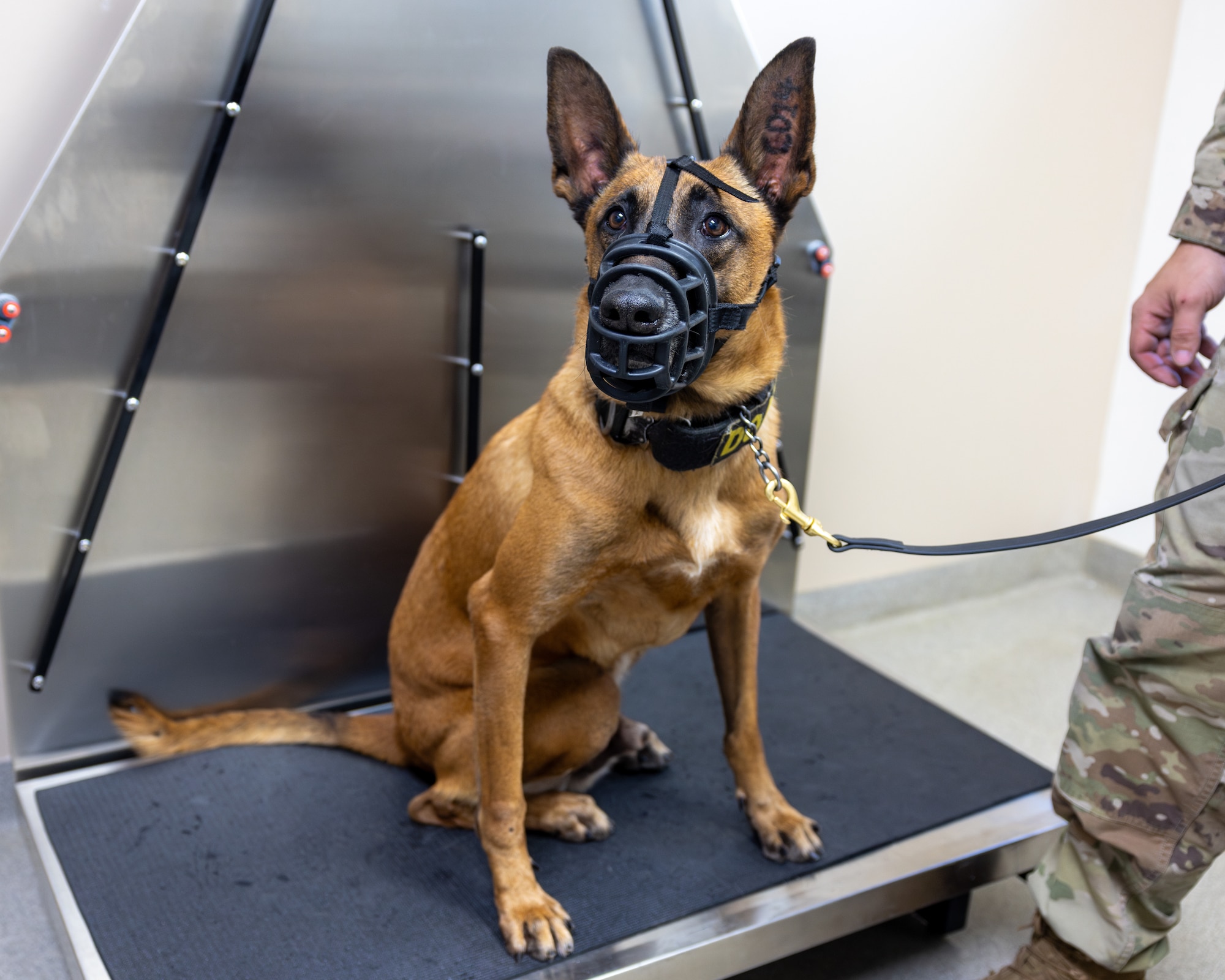 Dog in muzzle awaiting examination.
