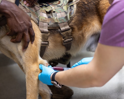 Vet drains dog's boil with needle.