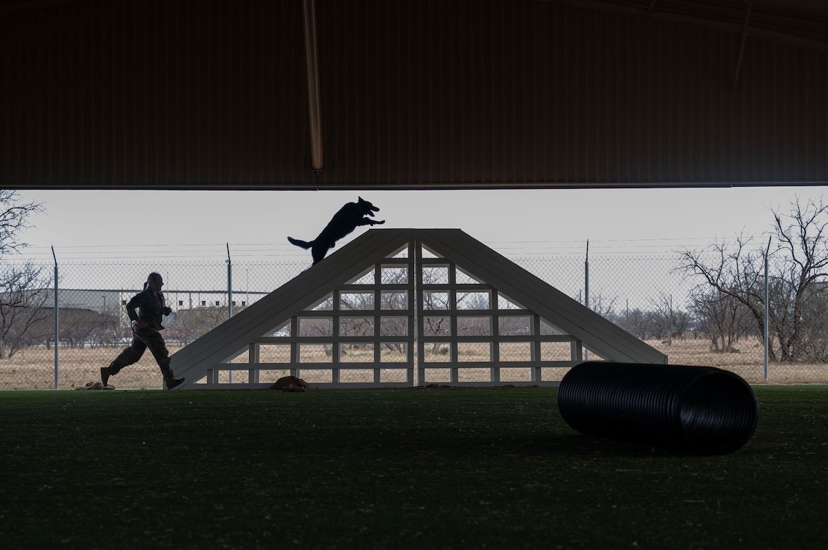A military working dog assigned to the 17th Security Forces Squadron clears an obstacle during a demonstration for members of the Leadership San Angelo Class of 2026 at Goodfellow Air Force Base, Jan. 8, 2026. The demonstration showcased the training and capabilities of military working dogs in support of installation security and mission readiness. (U.S. Air Force photo by Airman 1st Class James Salellas)