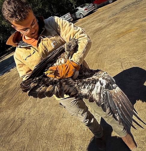 Grounded eagles returned to flight