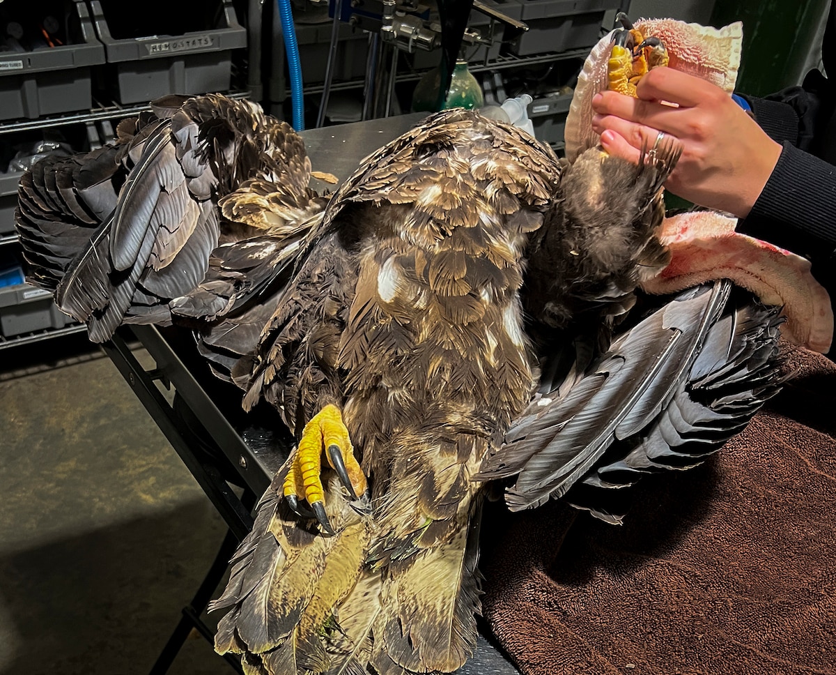 Grounded eagles returned to flight