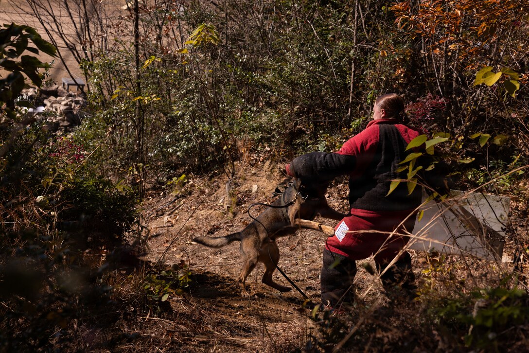 U.S. Marine Corps Cpl. Mia Clemmons, a military working dog handler with the Provost Marshal Office, Headquarters and Headquarters Squadron (HHS), Marine Corps Air Station Iwakuni, and a native of Chetek, Wisconsin, participates in a bite drill as a simulated suspect during a K-9 training exercise at Japan Maritime Self-Defense Force Kure Naval Base, Japan, Dec. 18, 2025. U.S. Marines with MCAS Iwakuni military working dog team conducted a K-9 training exercise with the JMSDF and officers of the Hiroshima Prefectural Police Headquarters to display operational readiness by enhancing the obedience and threat response of their K9s while strengthening relations with the Japanese. (U.S. Marine Corps photo by Lance Cpl. Ella Cadby)