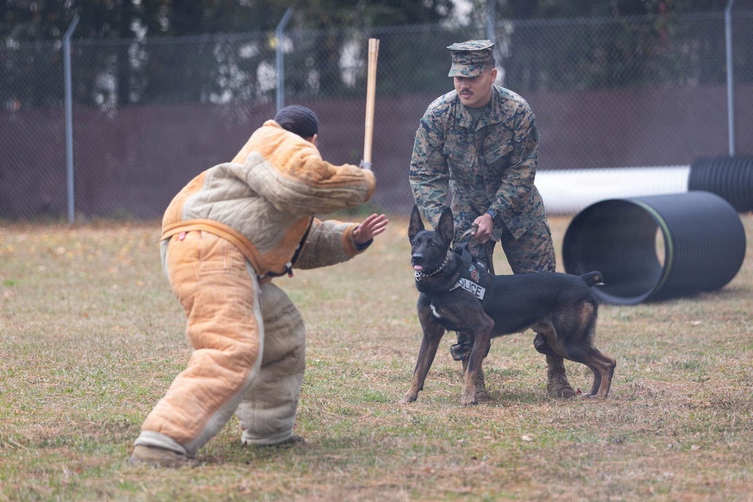 U.S. Marine Corps Sgt. Maxwell Bauer, military working dog trainer, Provost Marshals Office, Headquarters and Headquarters Squadron, Marine Corps Air Station Beaufort, right, and Sgt. Briana DeJesus, kennel master, PMO, H&HS, MCAS Beaufort, left, take part in a PMO dog attack drill during an educational tour at Marine Corps Air Station Beaufort, South Carolina, Dec 1, 2025. This educational tour provided students the opportunity to gain first-hand experience on how the Marine Corps operates day to day. (U.S. Marine Corps photo by Lance Cpl. Julius Hackney)