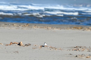A Western Snowy Plover stands on Surf Beach at Vandenberg Space Force Base.