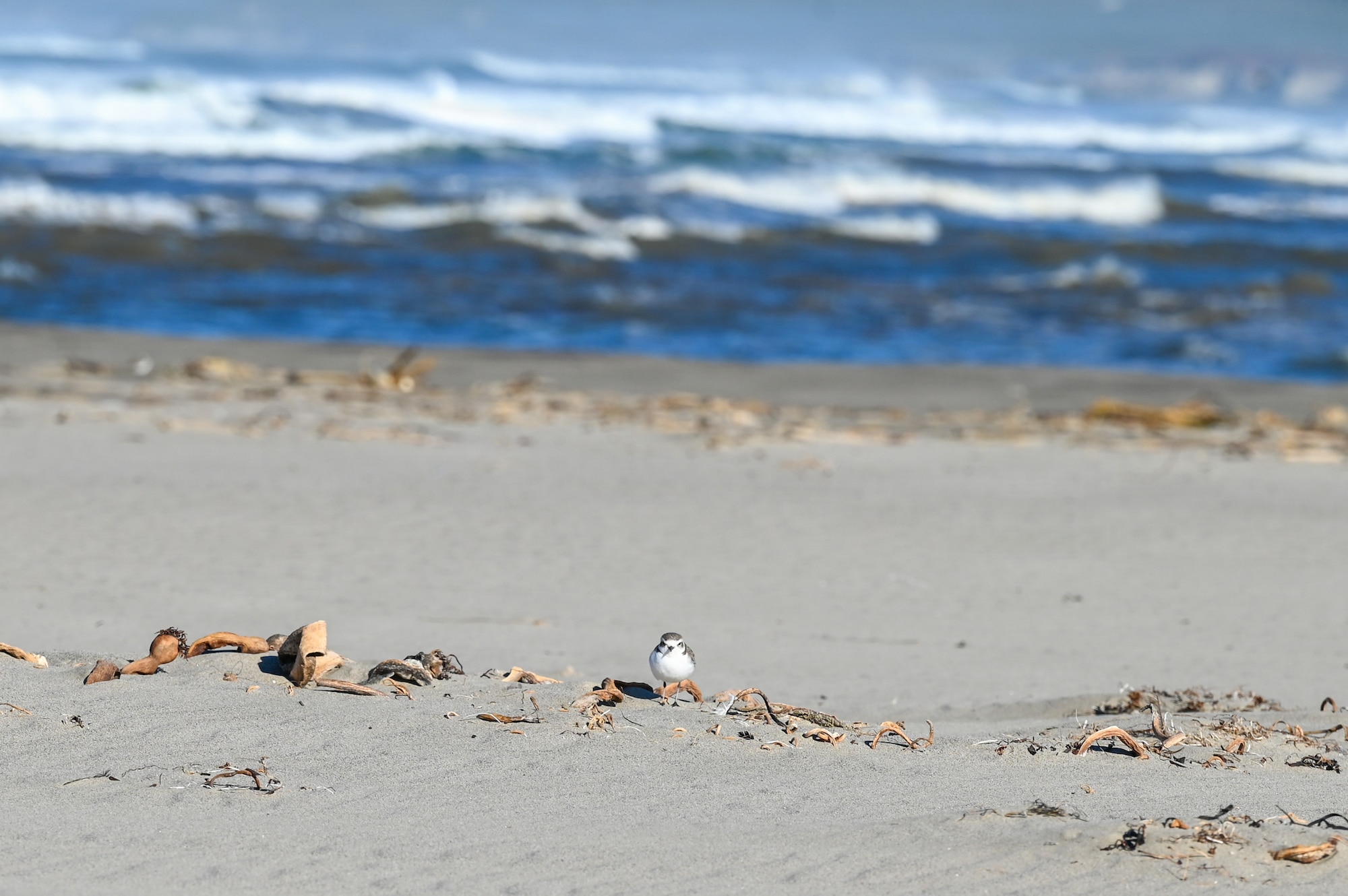 A Western Snowy Plover stands on Surf Beach.