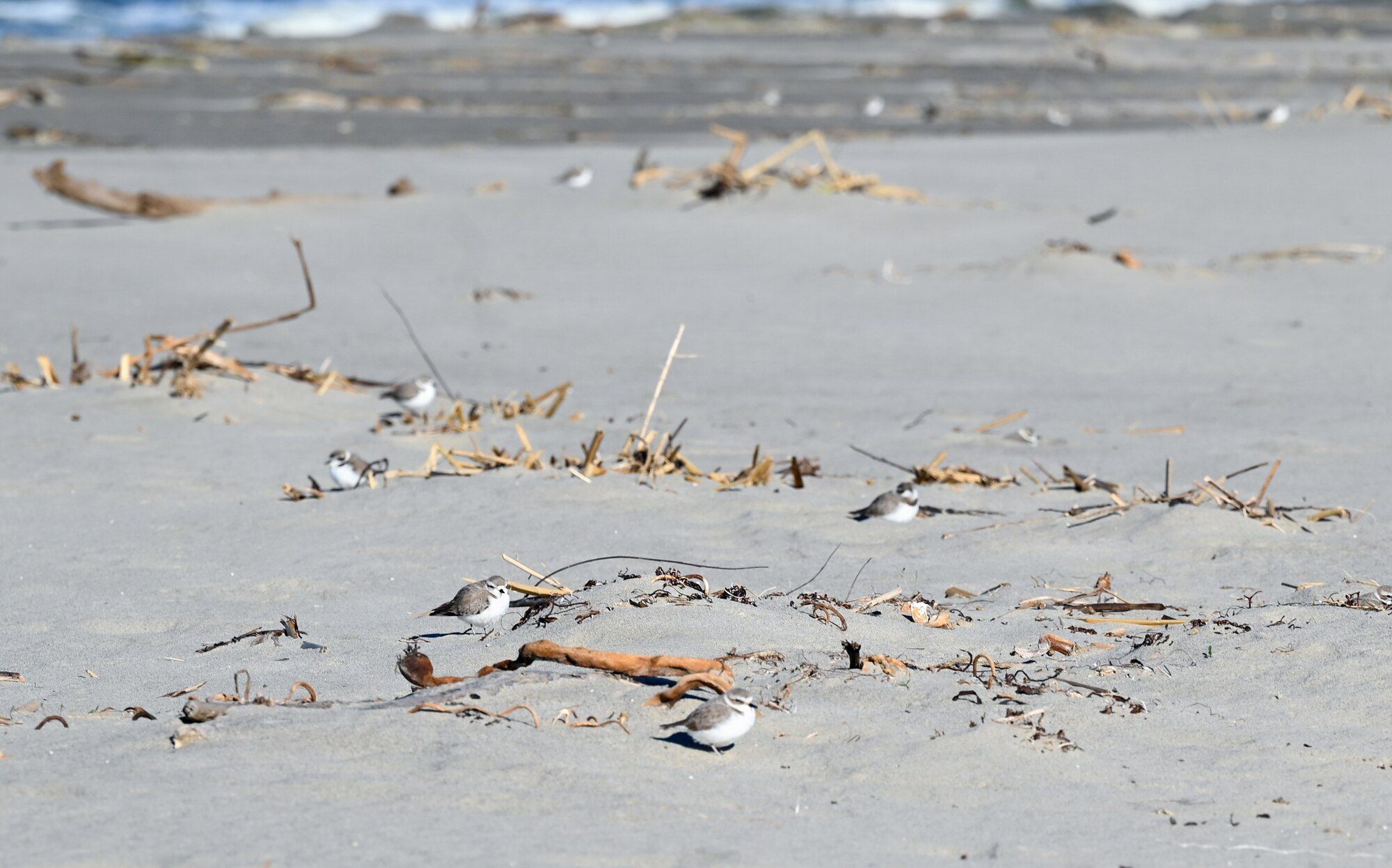 Western Snowy Plovers nestle in the sands of Surf Beach.