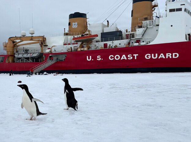 USCGC Polar Star (WAGB 10) sits hove-to amid Operation Deep Freeze 2026 as penguins pass by during ice liberty in the Ross Sea, Jan. 12, 2026.